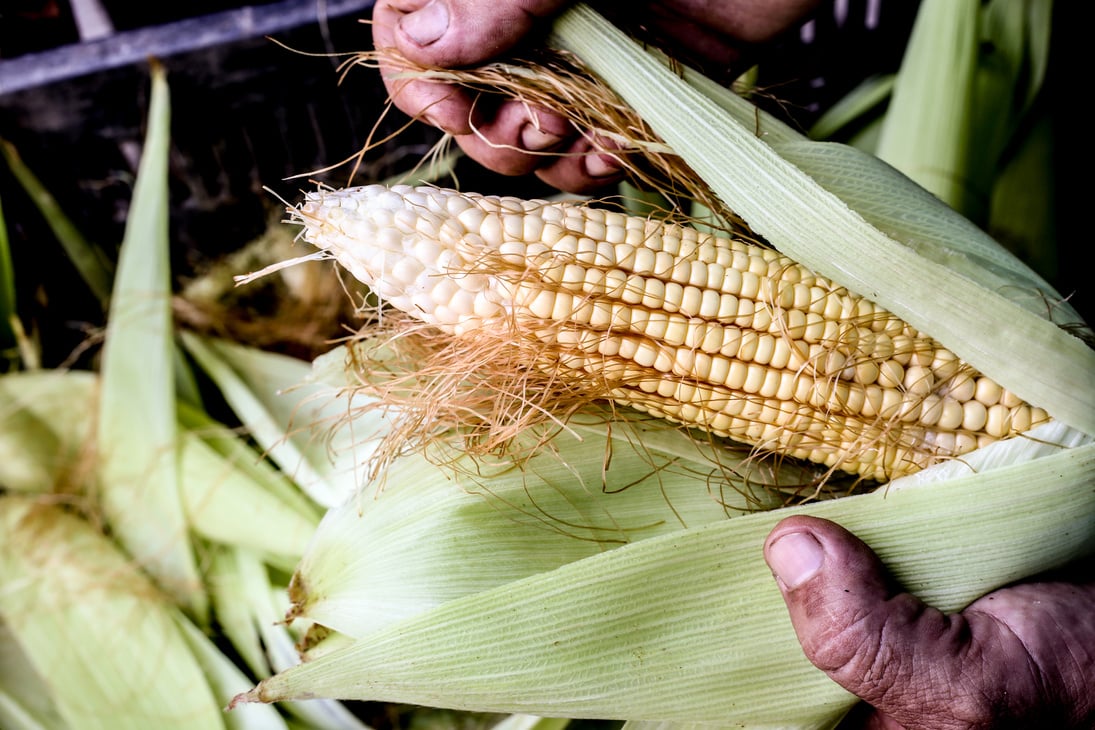 Ear of corn